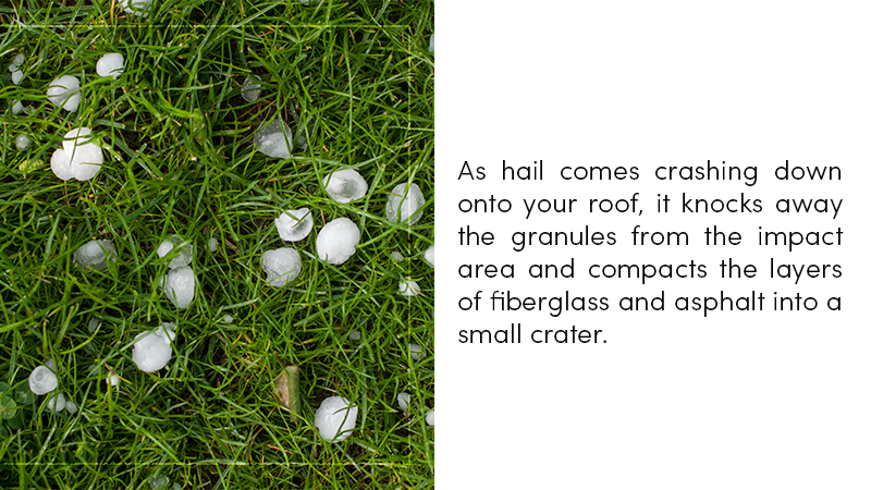 Hail knocks away the granules from the impact area and compacts the layers of fiberglass and asphalt into a small crater. 